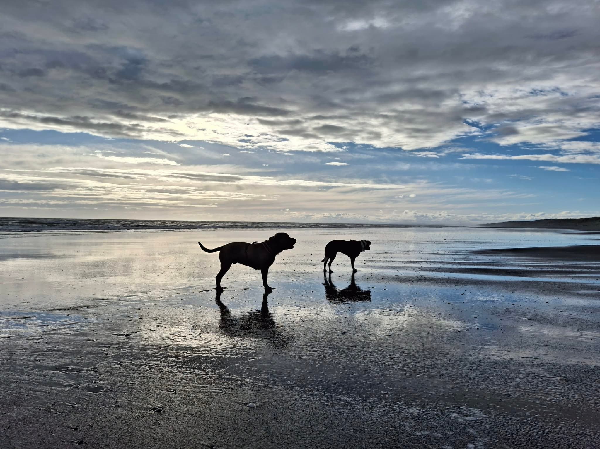 Two dogs exploring the wet sand together on a wide, sunlit beach