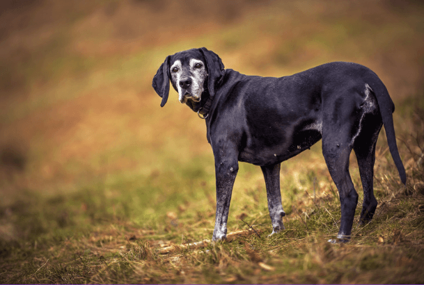 An older black dog standing outdoors